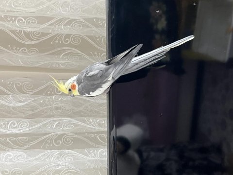 Sultan papağanı 2 yaşında