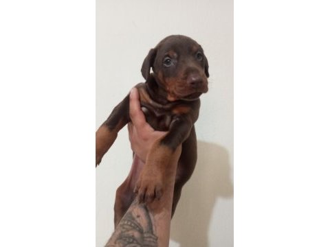Kaliteli king doberman yavrular
