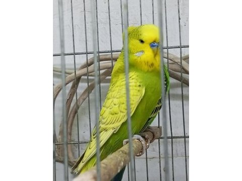 Yeni şov jumbo muhabbet kuşlar 3-4 aylıklar