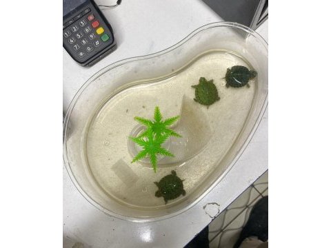 Alerji yapmayan orijinal kırmızı yanak su kaplumbağası