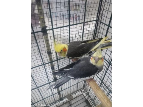 2,5 yaşında erkek ve dişi sultan papağan+3 tane yavru