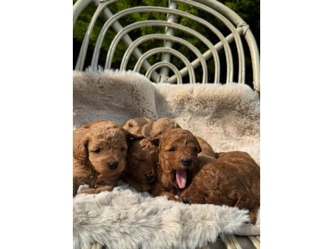 Erkek dişi poodle bebekler