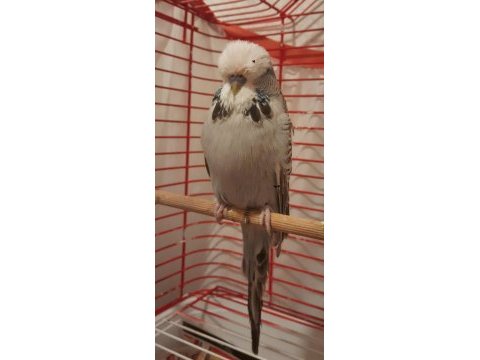 Show jumbo muhabbet kuşu erkek