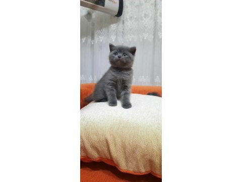 Birinci sınıf british bebekler (blue point)
