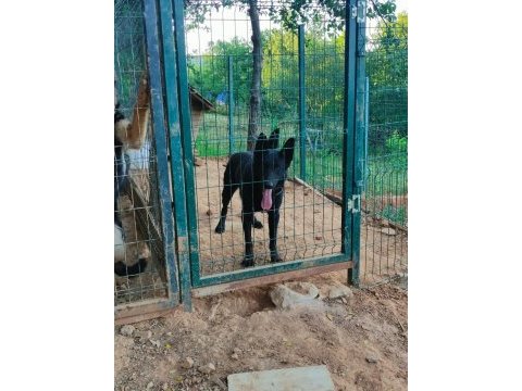 Solid black workline alman kurdu temel eğitimli yavru