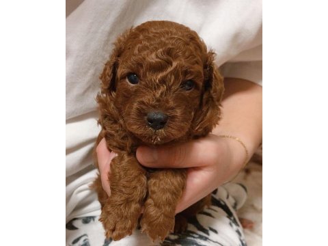 Toy poodle cinsi yavrumuz