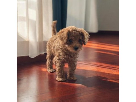 Prenses poodle kızımız günü gelen uygulamaları yapıldı