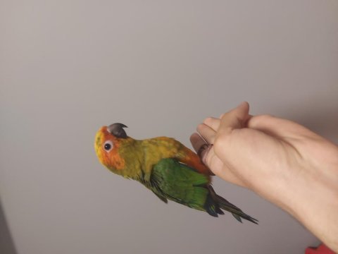 Yavru güneş konur papağanı