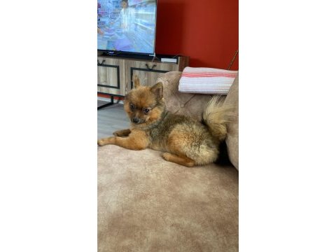 Pomeranian spitz sahiplendirme