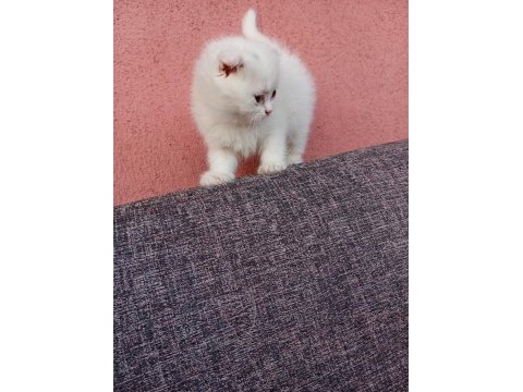 Uygun bayram şekerleri kediler
