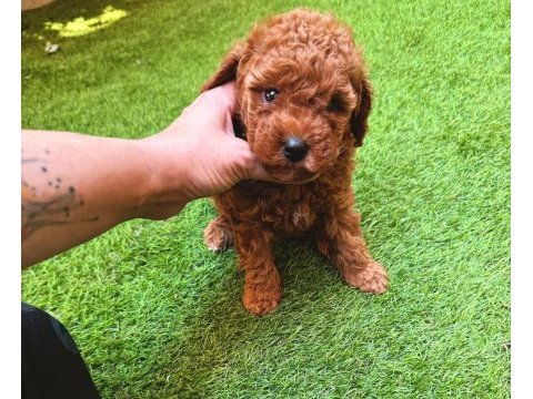 Redbrown toy poodle yavrularımız