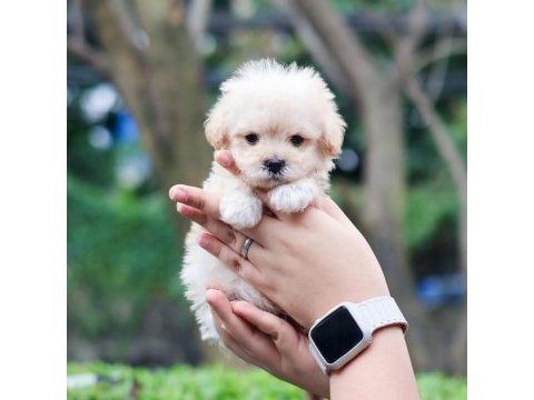 Dünya tatlısı terrier yavruları 