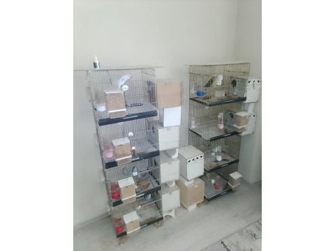 5 takım muhabbet kuşları yumurtalı yavrulu
