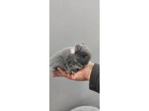 Cüce tavşan (netharlend dwarf)
