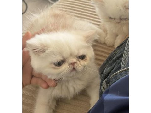 Exotic shorthair cinsi safkan kedimiz