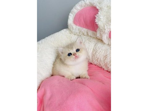 Değerinin altında show kalite golden british shorthair