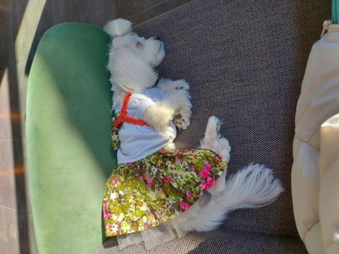 Orijinal maltese terrier 1 yaşında dişi