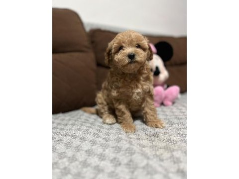 Maltipoo dişi