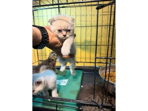 Uygun british shorthair yavrular