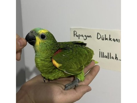 El besleme bebek full evcil amazon papağanı
