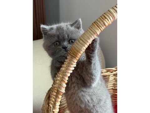 Scottish ve british shorthair yavrular
