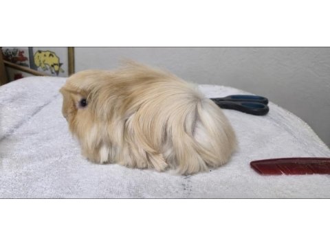 Safkan tek renk peruvian ginepig bebek