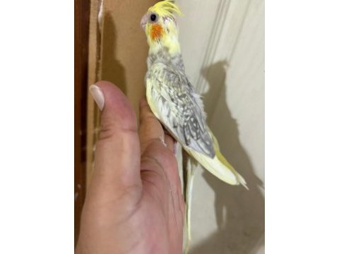 Evlere maskot 51 günlük renk güzeli sultan bebek