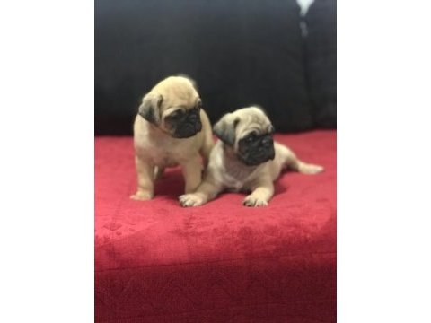 A kalite pug mops bebekler