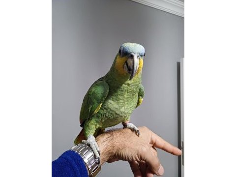 1.5 yaşında evcil amazon papağanı