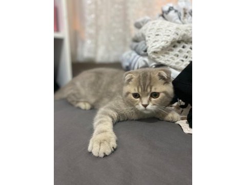 Minik scottish fold kız