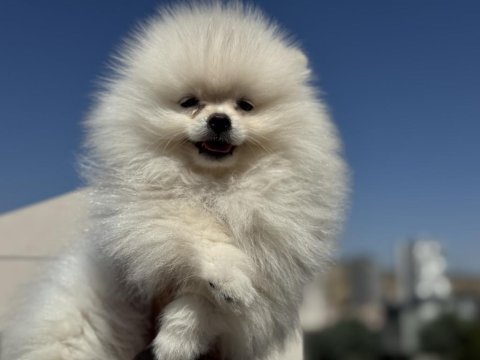 Ultra kalite ayı suratlı pomeranian yavrular