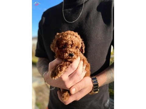 Kore teacup toy poodle