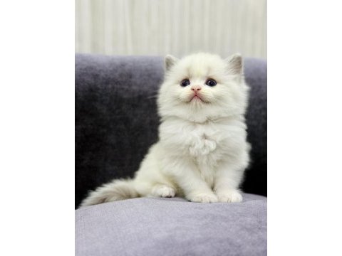 Ragdoll bebeklerimiz