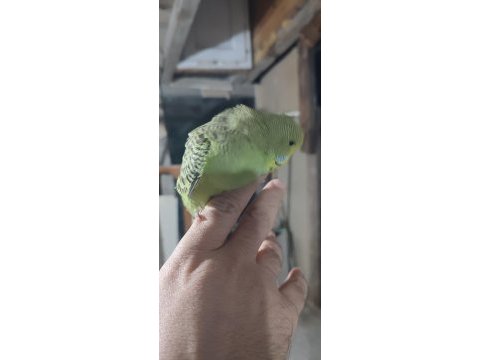 Ele alıştırmalık yavru muhabbet kuşumuz