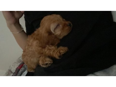 Sahibinden sahiplendirilecek toy poodle