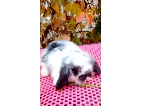 Lop tavşan 40 günlük aşılı