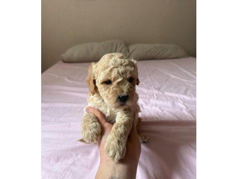 Yavru erkek maltipoo