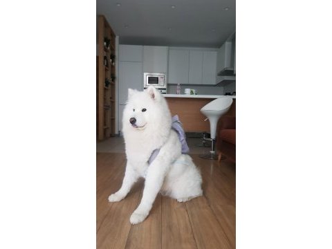 23 haziran doğumlu safkan a kalite samoyed bebekler