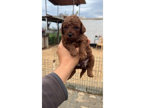 Red brown toy poodle