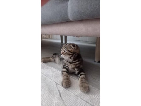 Scottish fold 3 aylık yavru