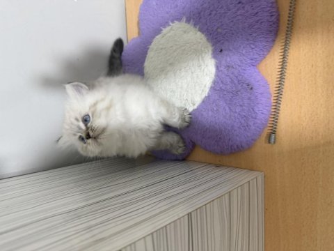 British longhair paşam hazır