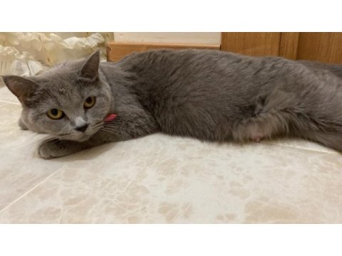Miamızı sahiplendırıyoruz british shorthair