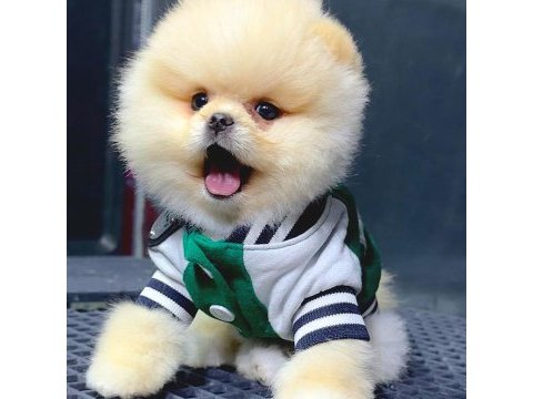 Mersin pomeranian yavru köpekler
