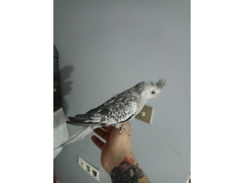 Yavru sultan papağanımız