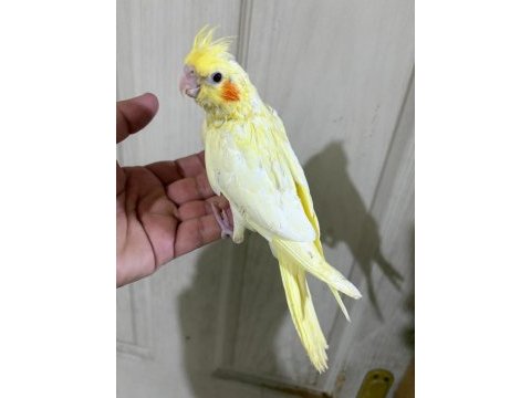 41 günlük ful evcil lutino bebek sultan papağanı