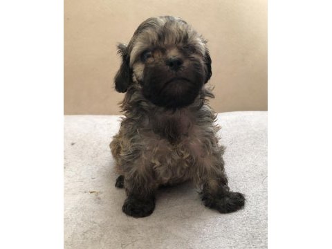Mama karşılığı sahiplendirilecek shih tzu