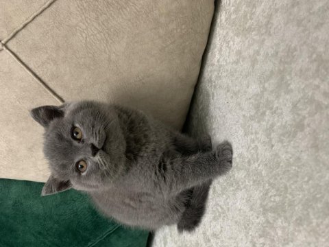 British ve scottish fold yavrular