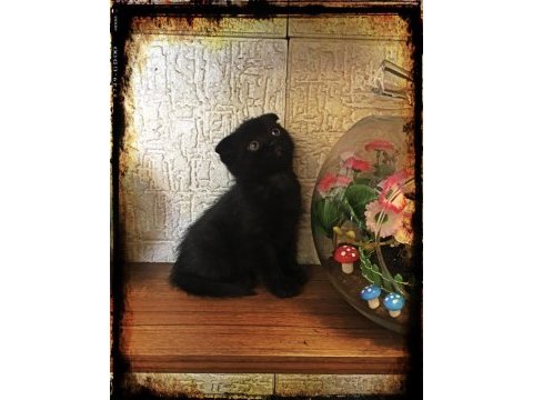 Siyah harika erkek yavru çok uygun puana scottish fold