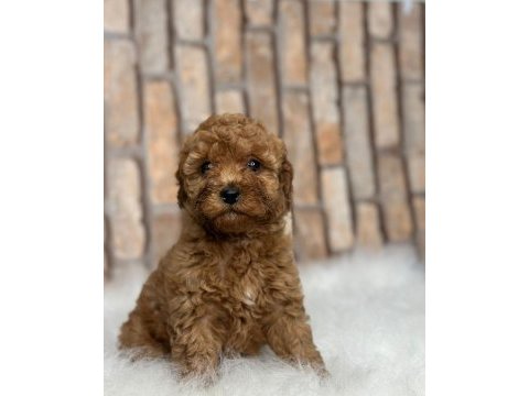 Red brown orjinal toy poodle yavrular