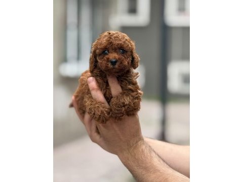 Sağlık ve ırk garantili teacup poodle